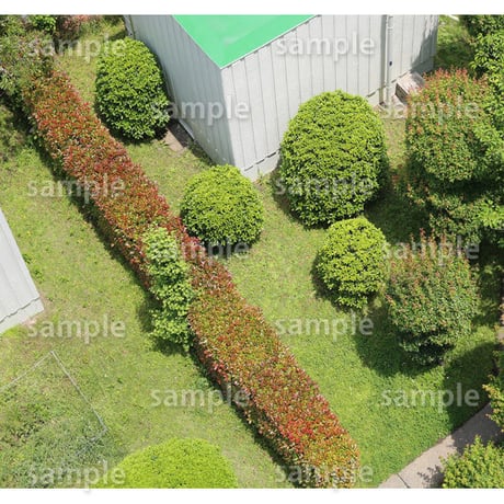 鳥瞰樹木  Bird-eye_58-低木ツツジなど-Shrub