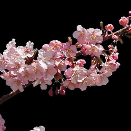 桜　切り抜き素材セット  - Cherry Blossoms   sa_016