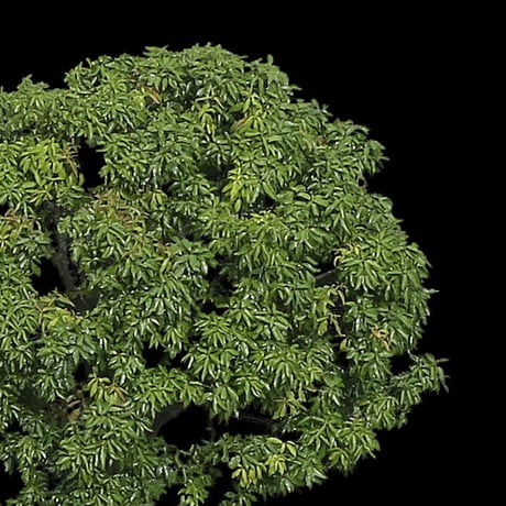 鳥瞰樹木  Bird-eye_54-シラカシ-Bamboo-LeafedOak