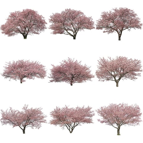 桜　切り抜き素材セット  - Cherry Blossoms   sa_019