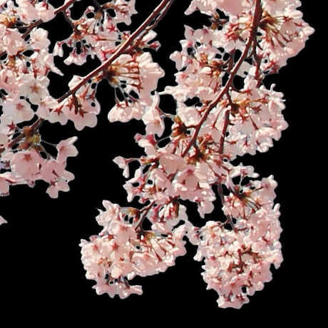 桜　切り抜き素材セット  - Cherry Blossoms   sa_013