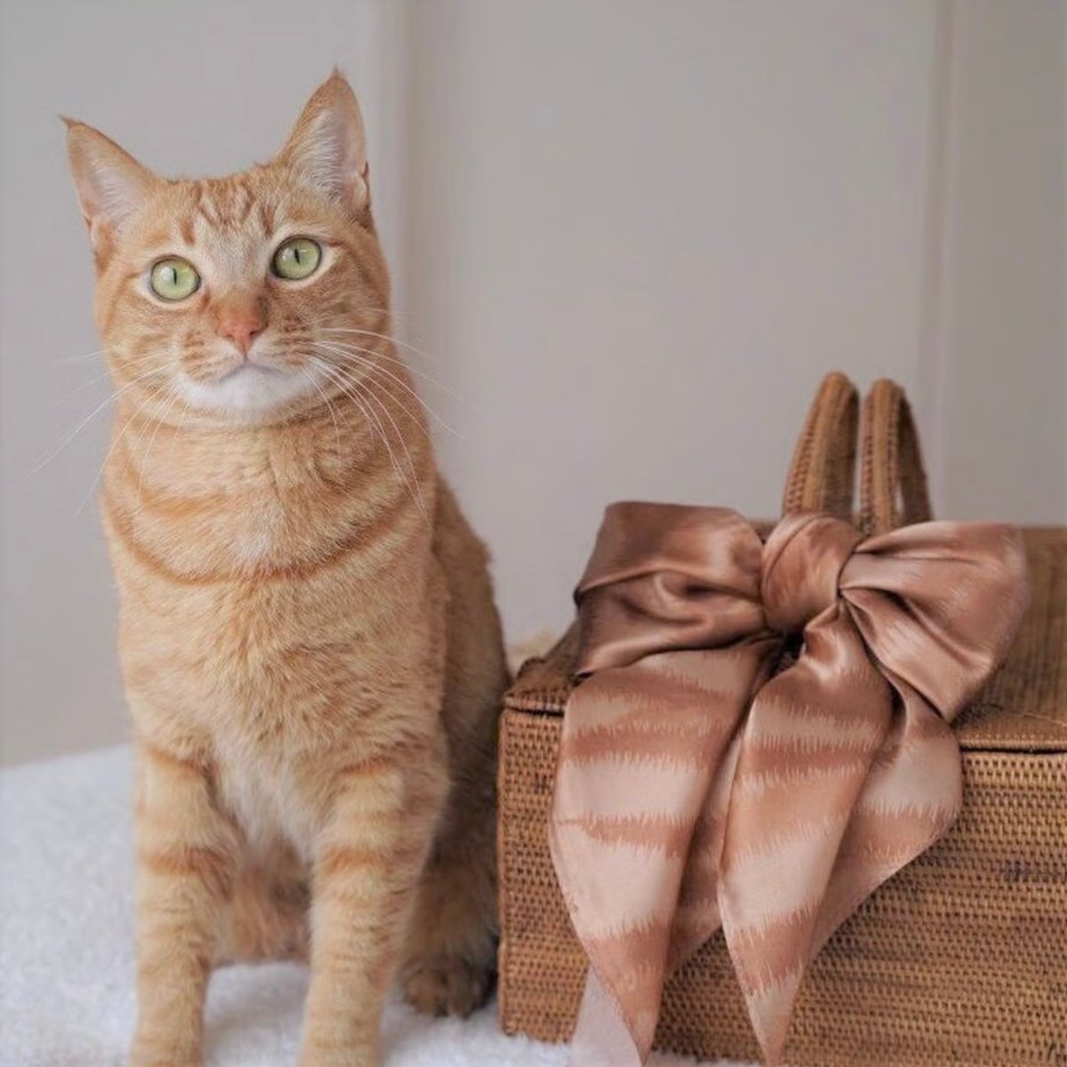 ミュウミュウ シルク スカーフ 猫柄 ネイビー キャット fit=scale-down,w=1200
