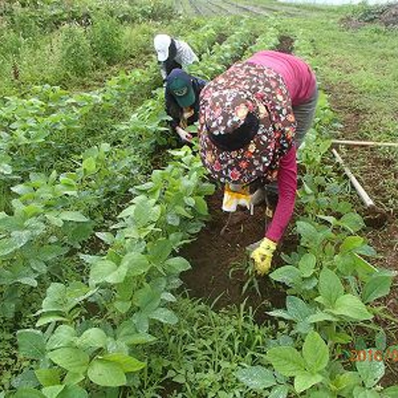 自然栽培実践スクール 大豆栽培・味噌作りコース | 八ヶ岳南麓ファーム
