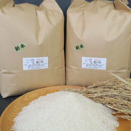 『2024年産　　亀の尾　白米』10kg