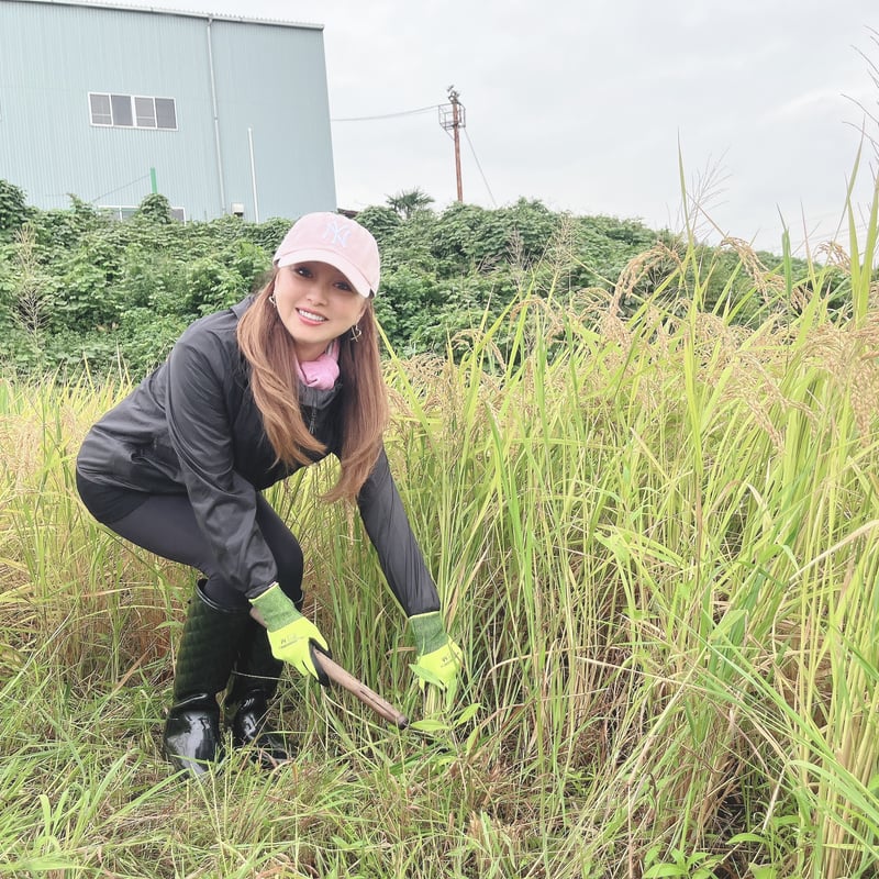 渡辺美奈代オリジナル 374米 | Minayo Select