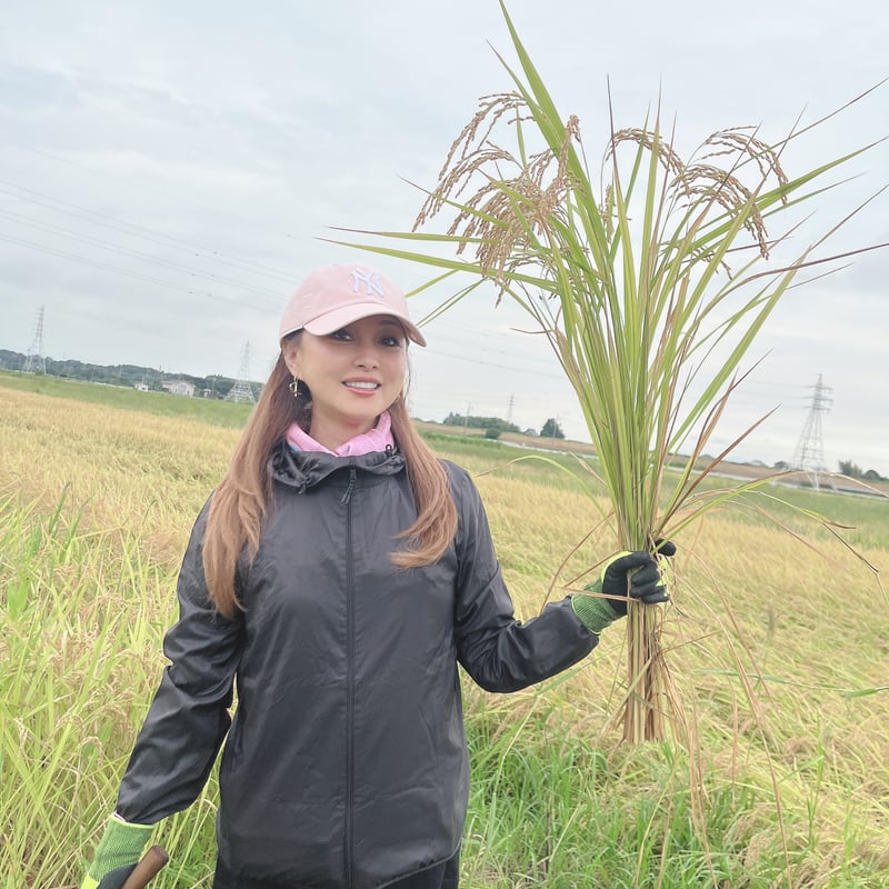 渡辺美奈代オリジナル 374米 | Minayo Select