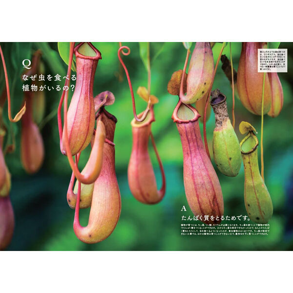 物理　実験•観察室　BEST100 PLUS 全3巻（DVD+CD）とてもキレイ 物理 実験•観察室 BEST100 PLUS 全3巻（DVD+CD）とてもキレイ その他