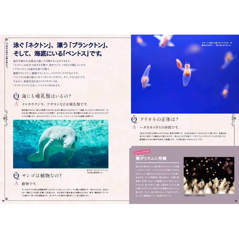 本］世界でいちばん素敵な海の教室 | 三才ブックス オンラインショップ