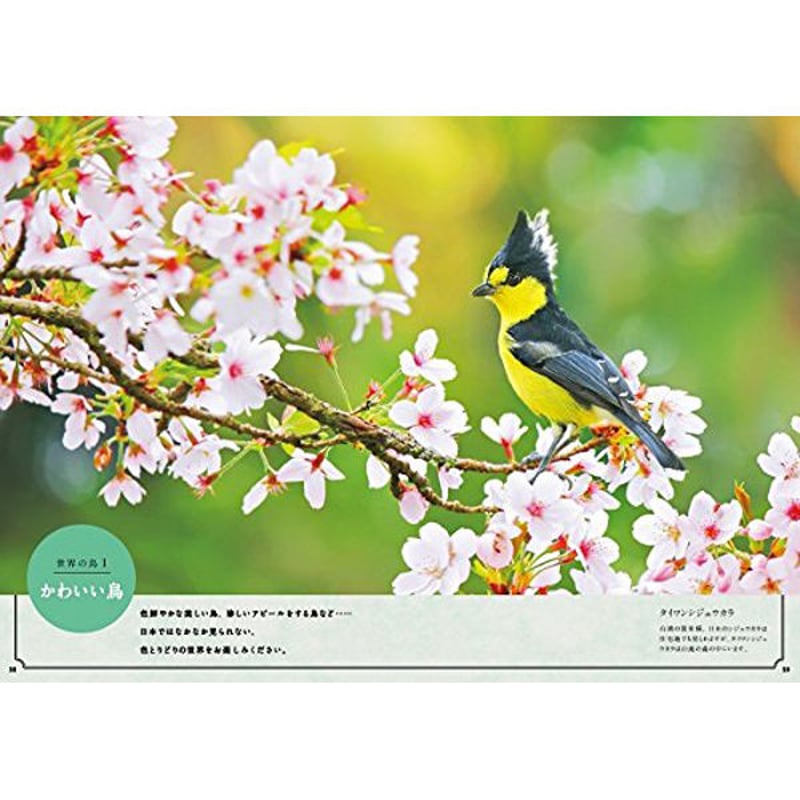 本］世界でいちばん素敵な鳥の教室 | 三才ブックス オンラインショップ