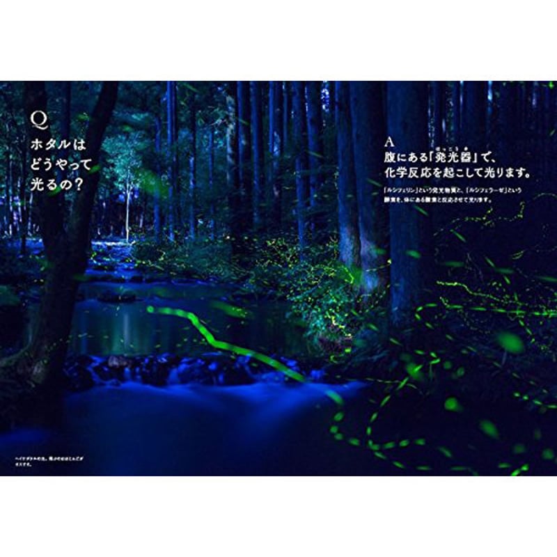 本］世界でいちばん素敵な昆虫の教室 | 三才ブックス オンラインショップ