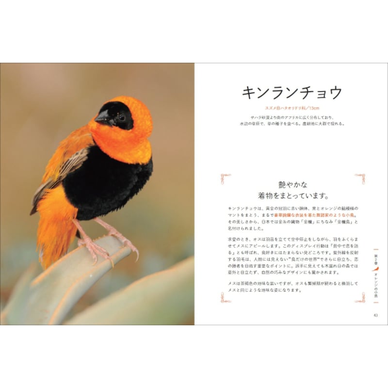 本］しあわせの一羽を探す 小鳥の図鑑 | 三才ブックス オンラインショップ