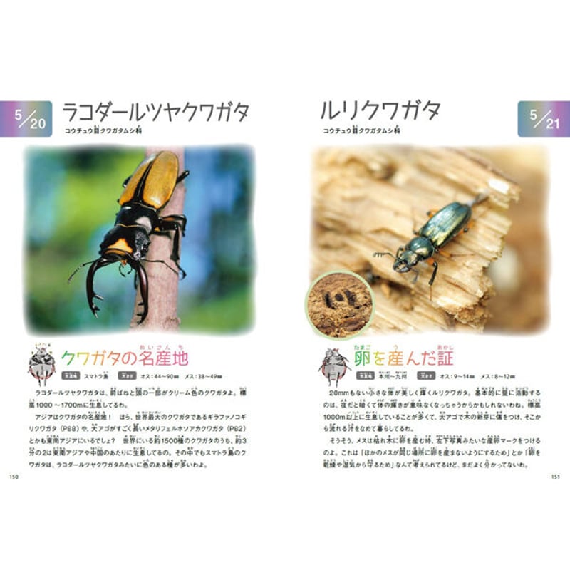 昆虫大系 昆虫大系 【公式通販】