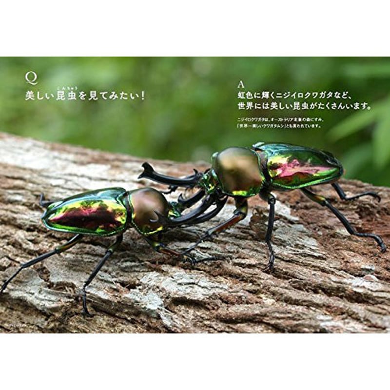 本］世界でいちばん素敵な昆虫の教室 | 三才ブックス オンラインショップ