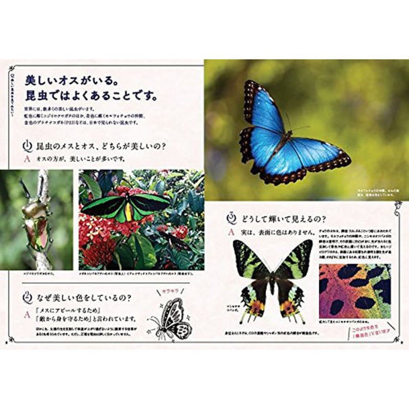 本］世界でいちばん素敵な昆虫の教室 | 三才ブックス オンラインショップ