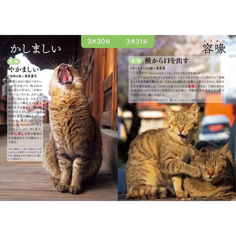 ねこは※プロフィールご一読下さい※ 本］366日のにゃん言葉 | 三才ブックス オンラインショップ