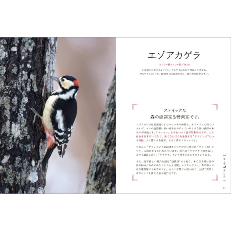 本］しあわせの一羽を探す 小鳥の図鑑 | 三才ブックス オンラインショップ