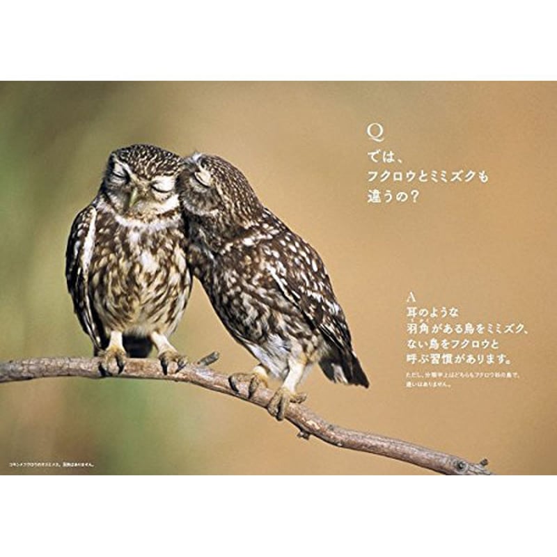 本］世界でいちばん素敵な鳥の教室 | 三才ブックス オンラインショップ