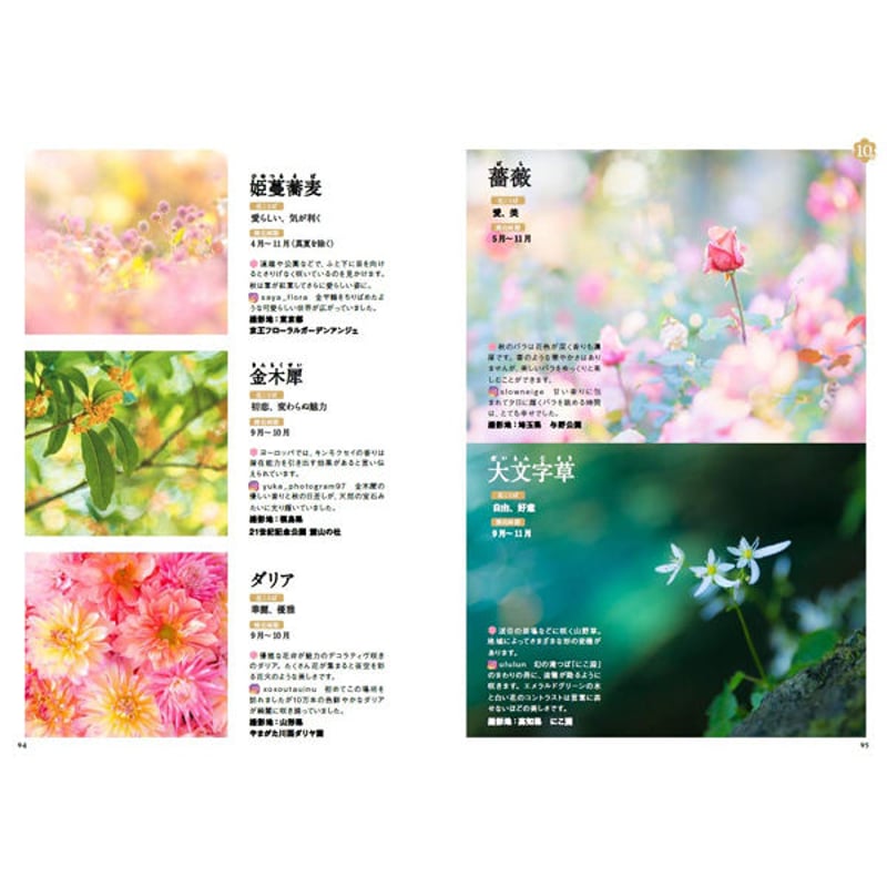 本］1年中楽しみたい! 日本の美しい花暦【特典ポストカード付】 | 三才