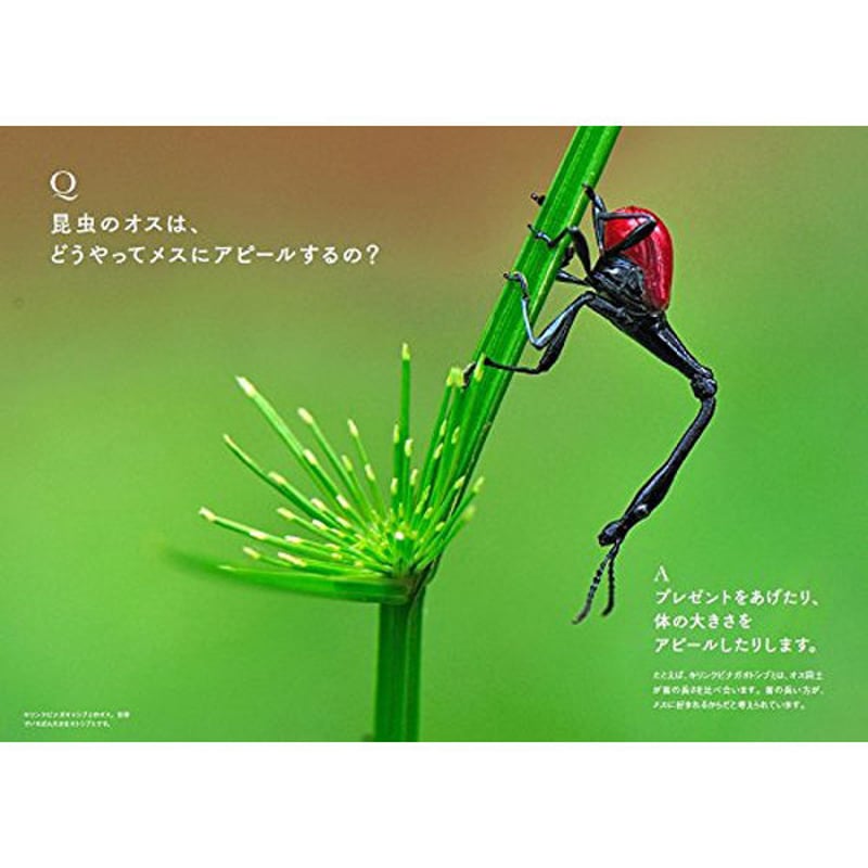 本］世界でいちばん素敵な昆虫の教室 | 三才ブックス オンラインショップ