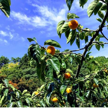 佐渡島のおいしい柿 5kg 自宅用 18-27個。