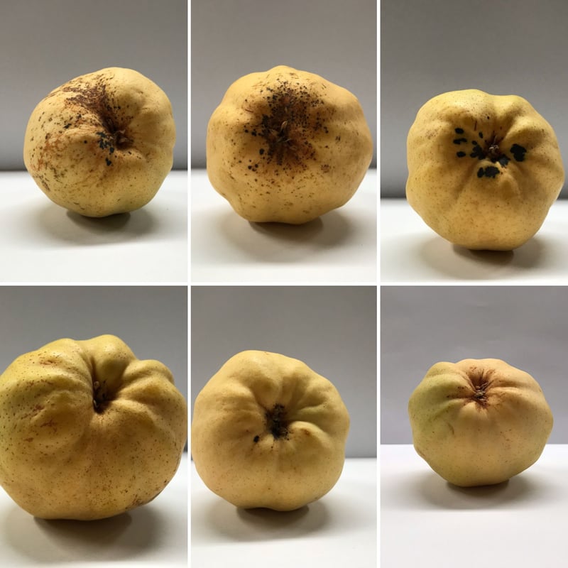 ルレクチエ 4kg ご自宅用 | 佐渡島 吹上農園 おいしい柿とルレクチェと。