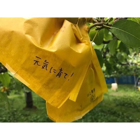 ルレクチエ 4kg ご自宅用