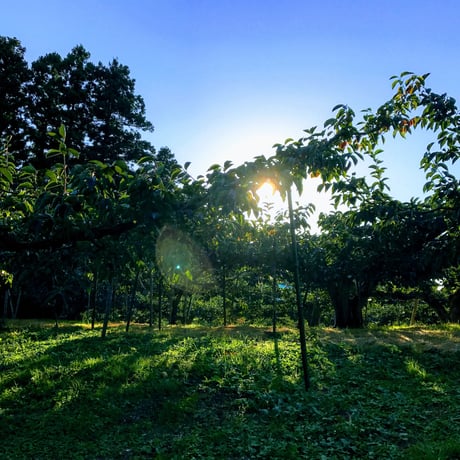 佐渡島のおいしい柿 5kg 自宅用 18-27個。