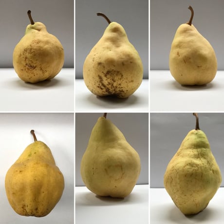 ルレクチエ 4kg ご自宅用