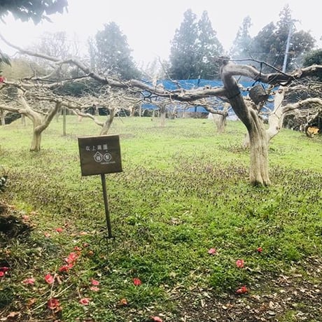 佐渡島のおいしい柿 5kg 自宅用 18-27個。