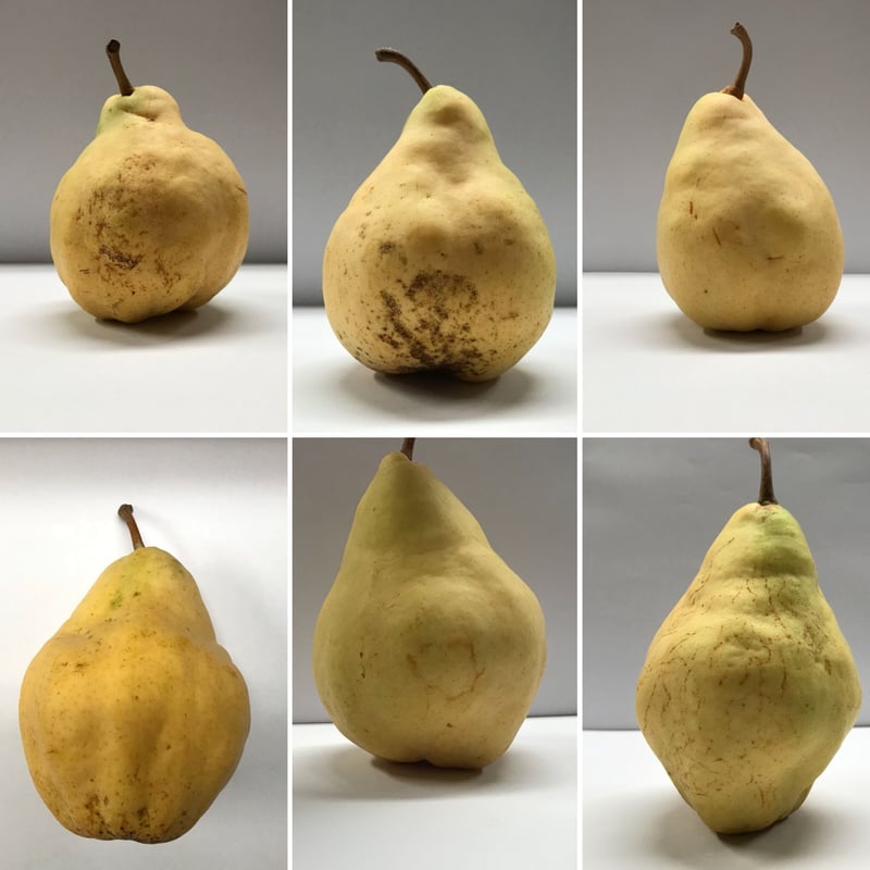 ルレクチエ 2kg ご自宅用 | 佐渡島 吹上農園 おいしい柿とルレクチェと。