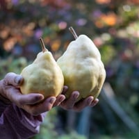 LE LECTIER 1.8kg  超超大玉GIFT