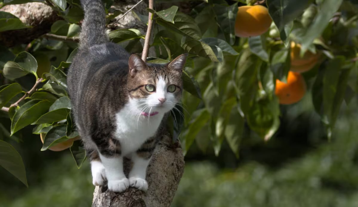 まゆりねこさん専用　甲州百目柿　20キロ fit=pad,format=jpeg,w=1200