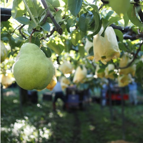 Le Lectier 4kg ★★★★★GIFT