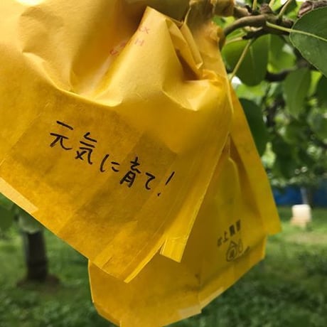 ルレクチエ ２kg ご自宅用