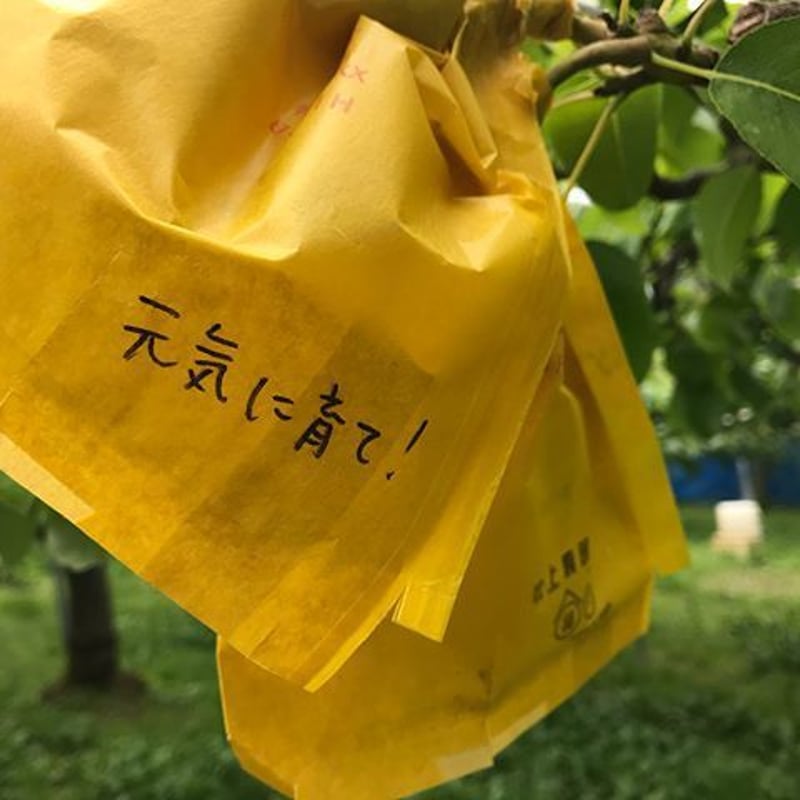 ルレクチエ 2kg ご自宅用 | 佐渡島 吹上農園 おいしい柿とルレクチェと。