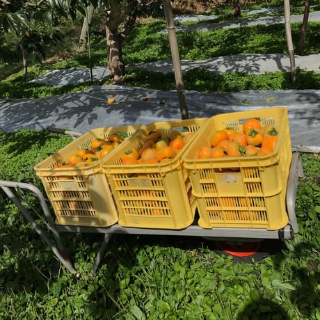 佐渡島のおいしい柿 5kg 自宅用 18-27個。
