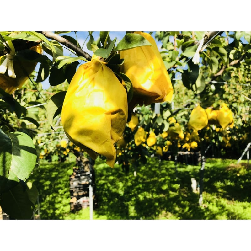 ルレクチエ 4kg ご自宅用 | 佐渡島 吹上農園 おいしい柿とルレクチェと。