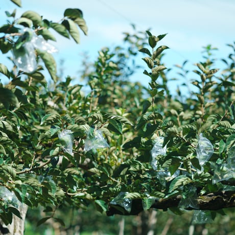 樹上脱渋　きざわしGIFT 6個。