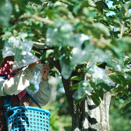 樹上脱渋　きざわしGIFT 6個。