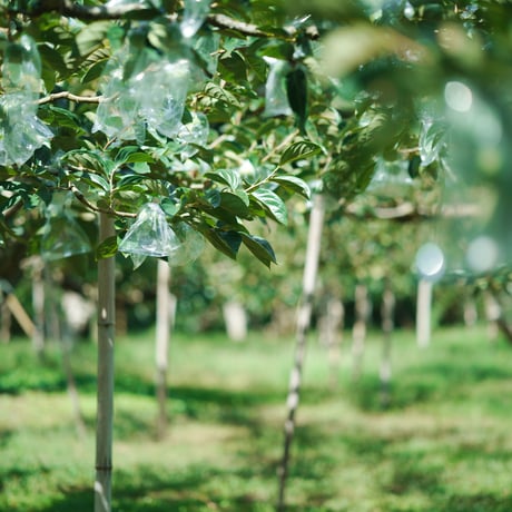 樹上脱渋　きざわしGIFT 6個。