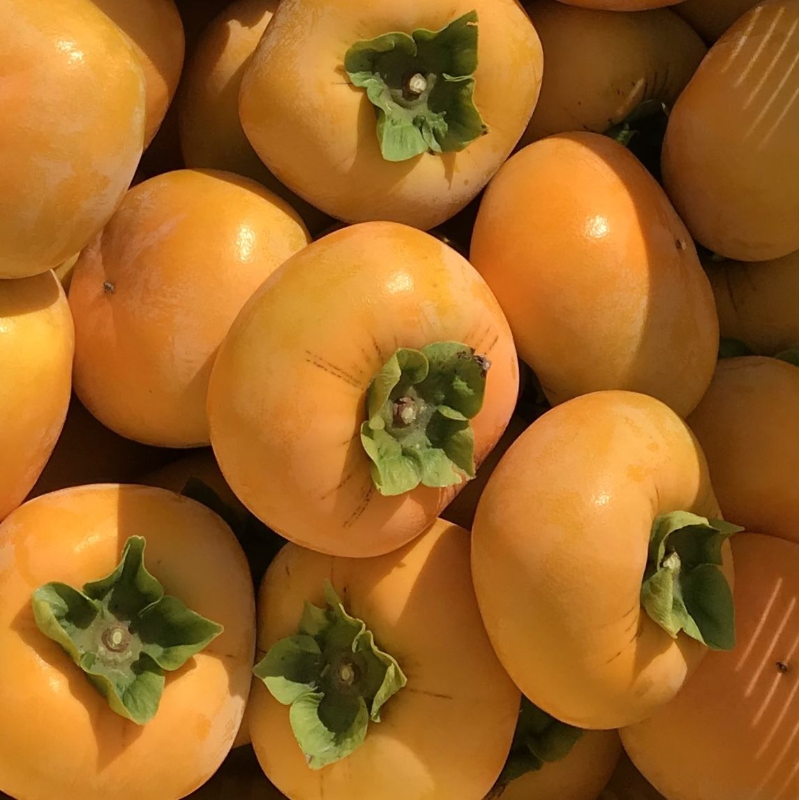 佐渡島のおいしい柿 10kg 。 | 佐渡島 吹上農園 おいしい柿と