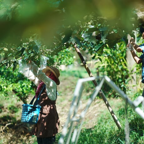 樹上脱渋　きざわしGIFT 6個。