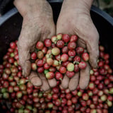 REARCAR COFFEE ROASTER