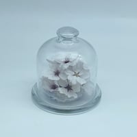 ドームグラス  （桜）