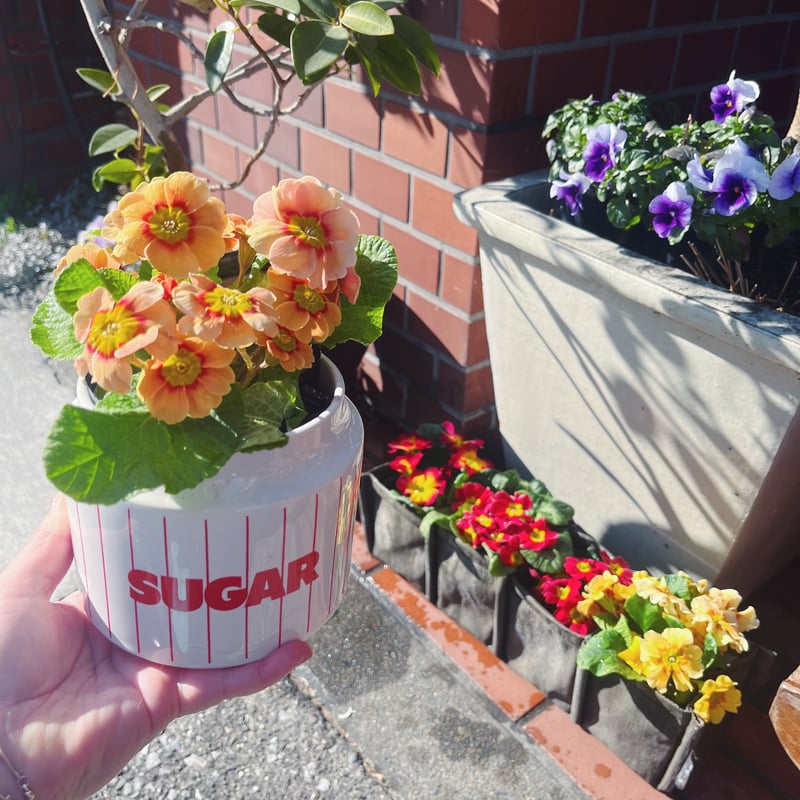 Horsea Pottery SUGAR ポット | Havane