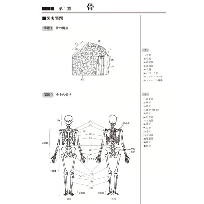 解剖学・運動学・生理学など 解剖学・運動学・生理学など