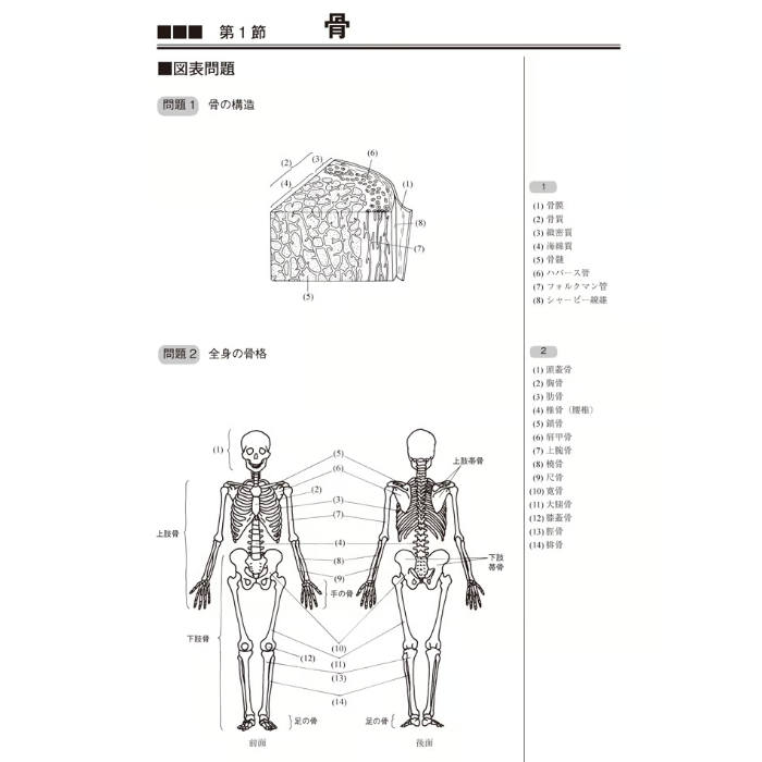 運動解剖生理学ワークブック 第2版 | アイペック Book Store