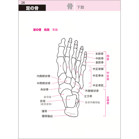 こう読む基礎単　解剖生理学編　第5版