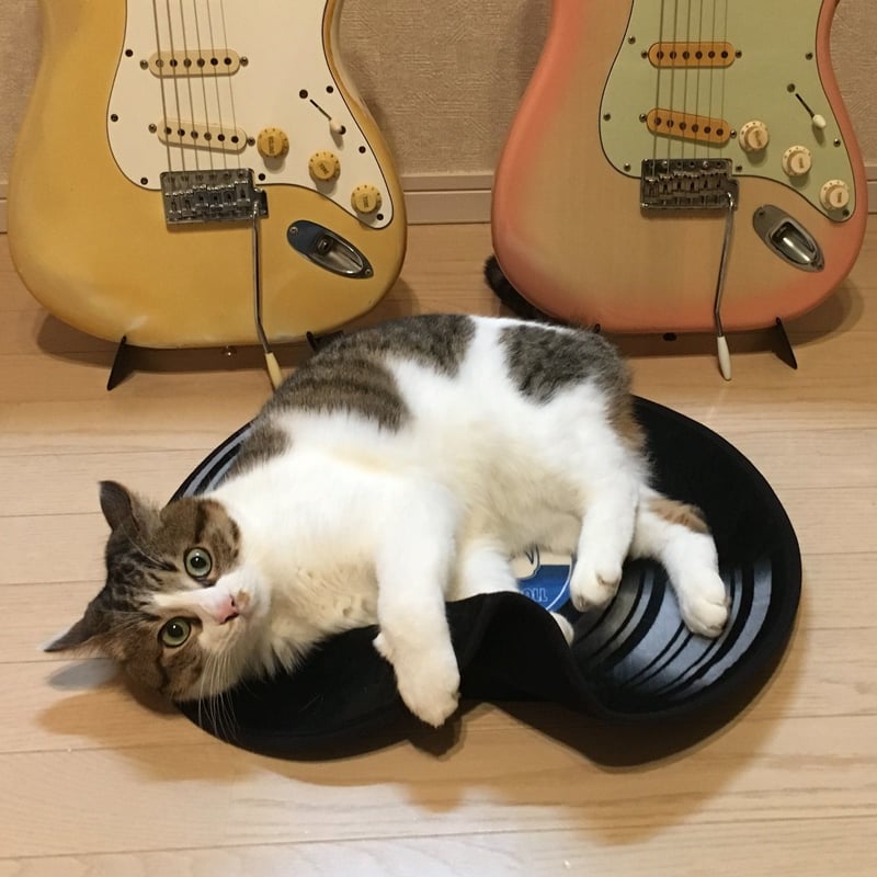 猫とかぼちゃのアートトレイ　テーブルマット　ポリプロピレン　MONZA R2S イタリア産 猫のアートトレイ テーブルマット ポリプロピレン