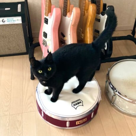 またたびロックンロール　スネアドラム（クッション）